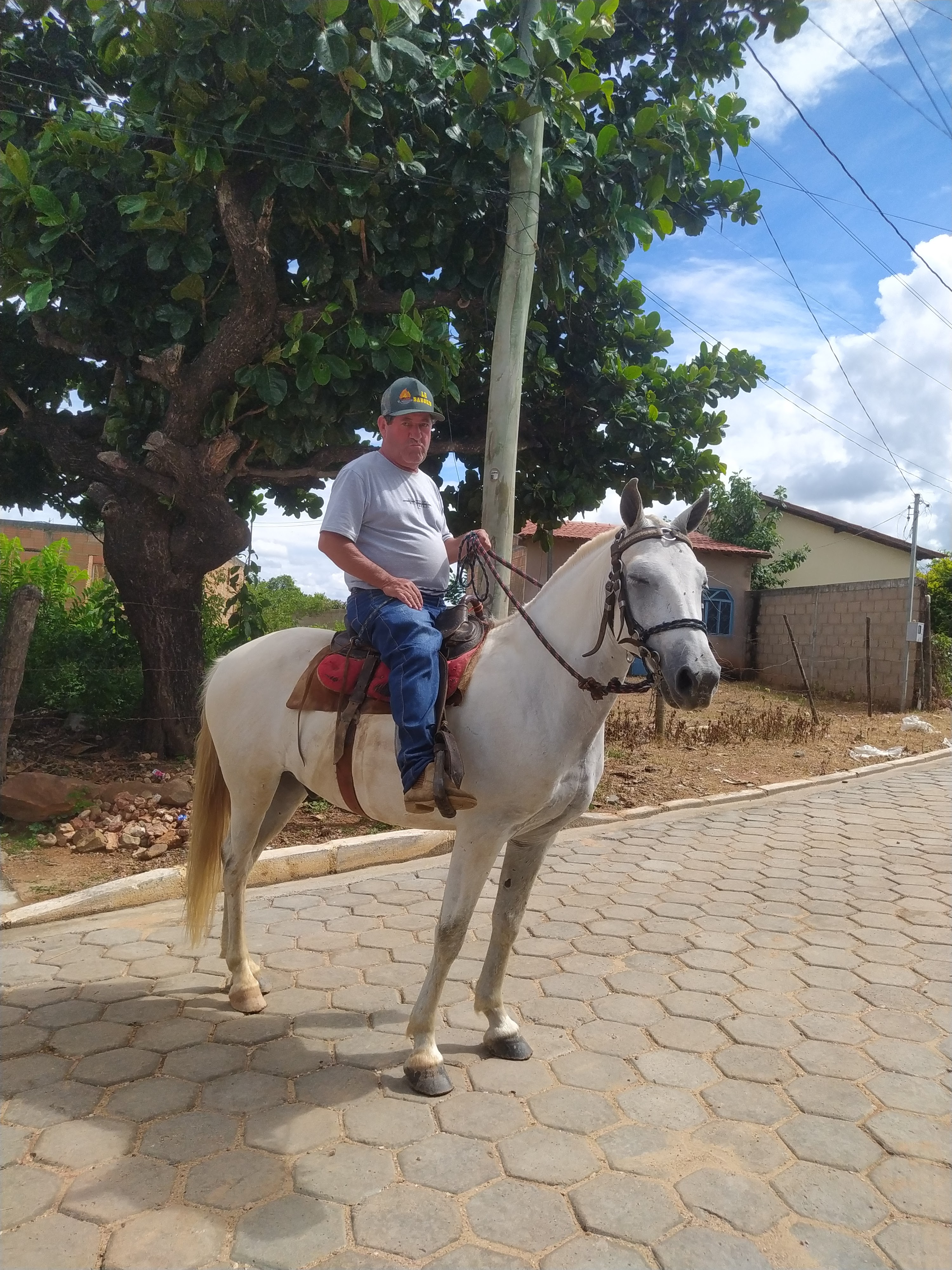 Portal Vendocão Cavalo meio sangue Montes Claros 