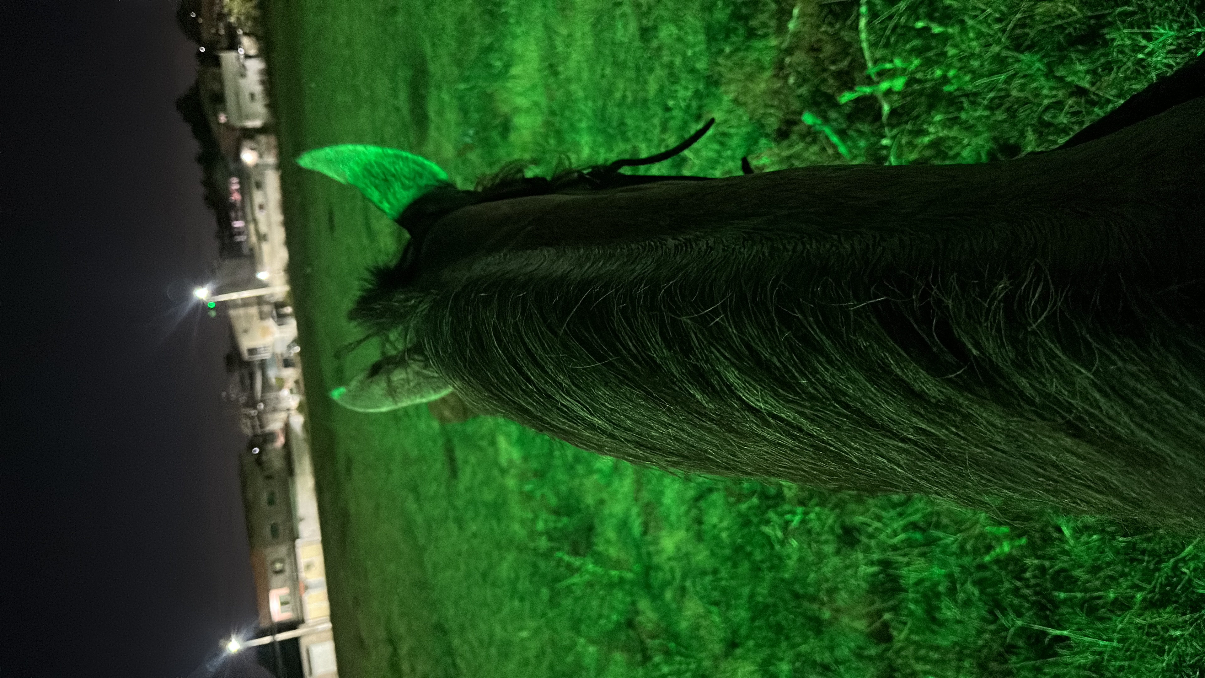 Portal Vendocão Cavalo  São Gonçalo 