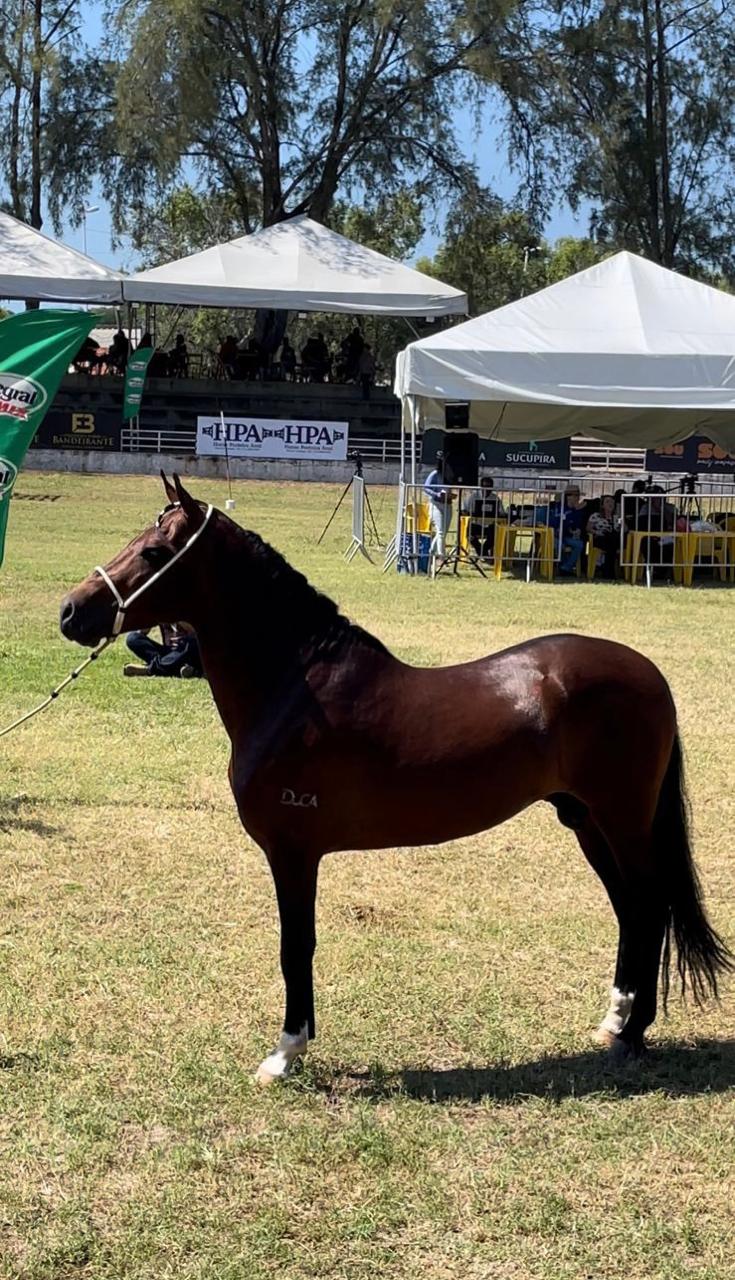 Portal Vendocão Vendo cavalo mangalarga marchador Camaçari