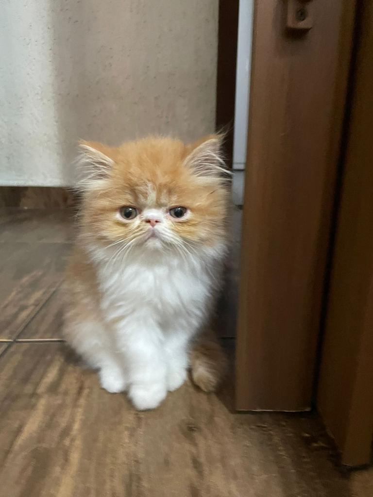 Portal Vendocão Filhote gato Persa - Lindos! São Paulo 