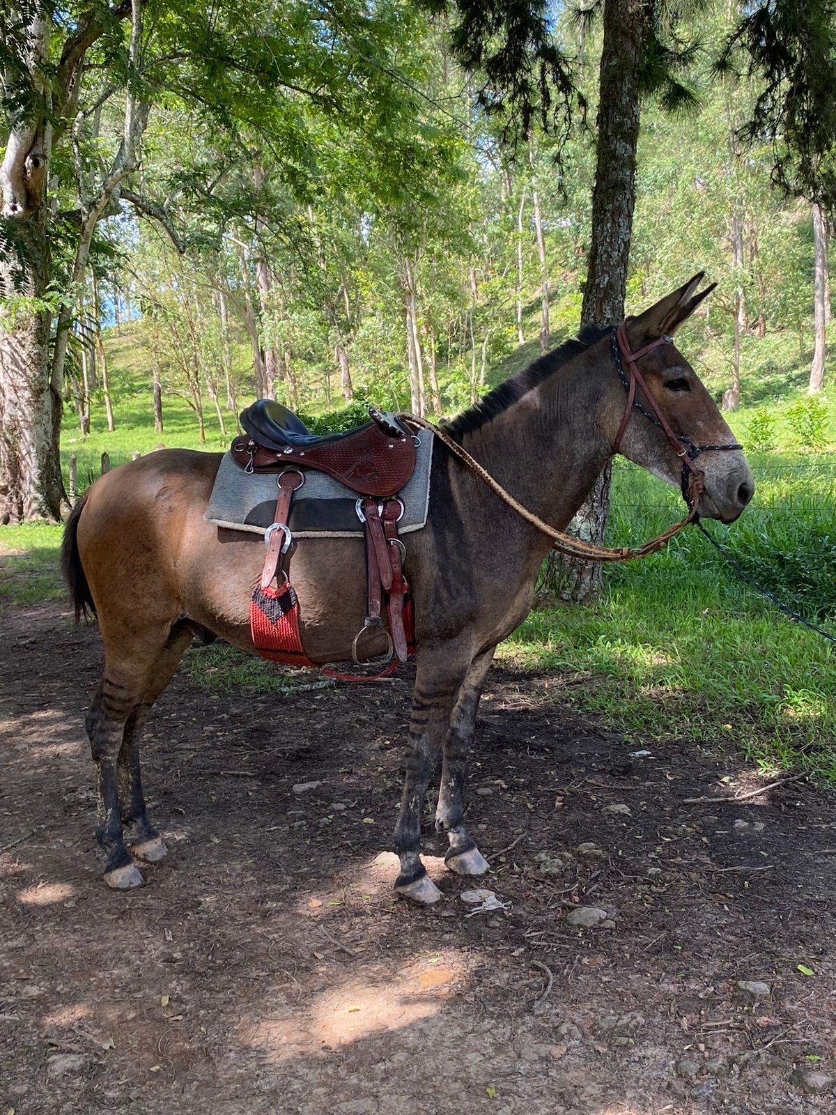 Portal Vendocão Burro  Areias 