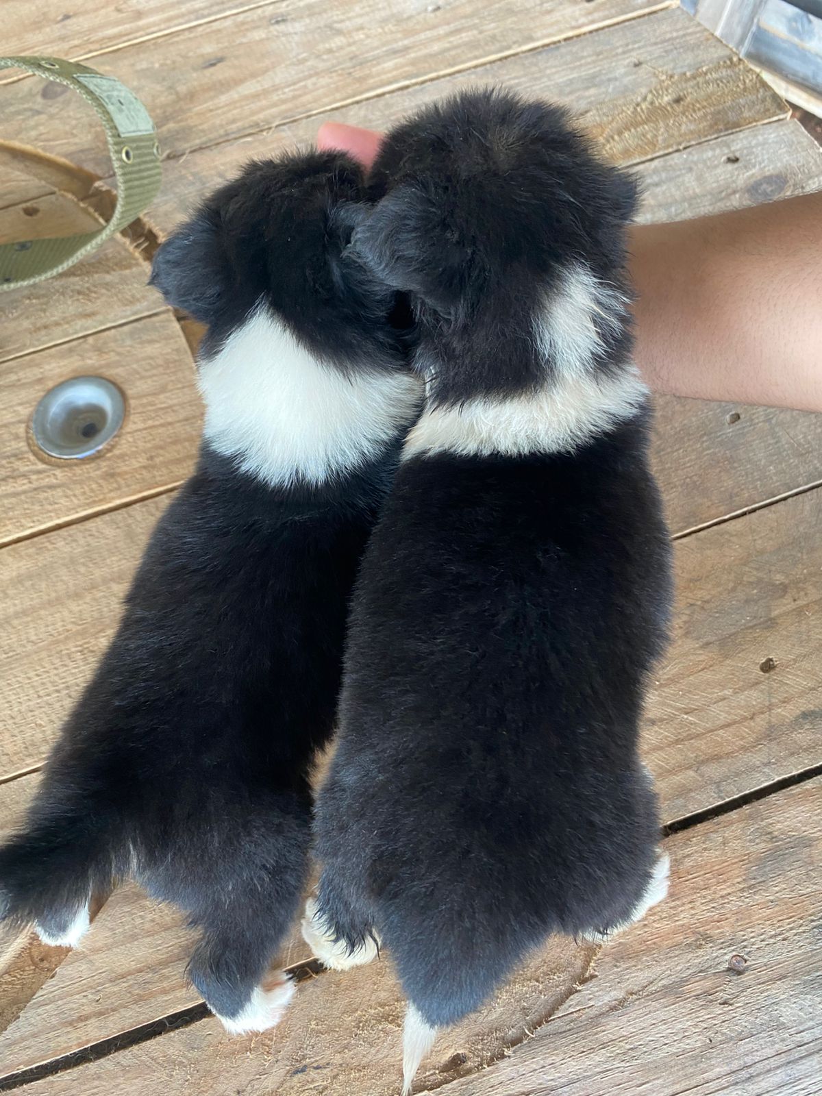 Portal Vendocão Lindos filhotes da Raça Border Collie  Juiz de Fora
