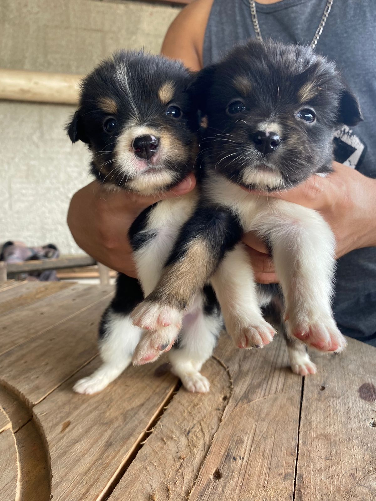 Portal Vendocão Lindos filhotes da Raça Border Collie  Juiz de Fora