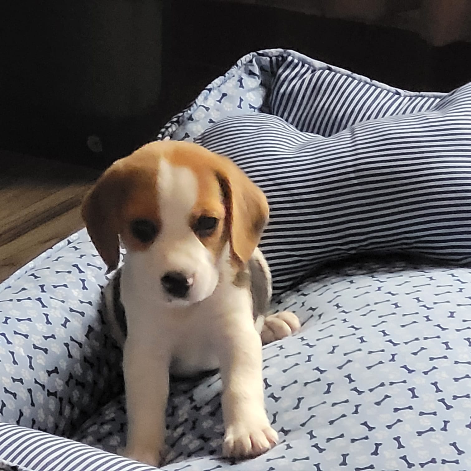 Portal Vendocão Filhotes de Beagle São Paulo