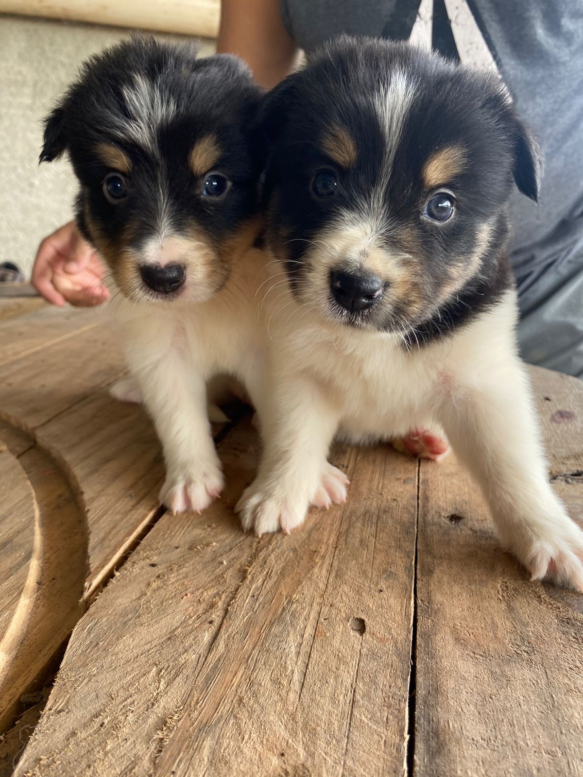 Portal Vendocão Lindos filhotes da Raça Border Collie  Juiz de Fora