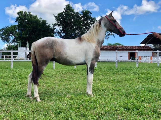Portal Vendocão Vendo lindo potro com 4 anos e meio pampa manga larga marcha picada Magé 