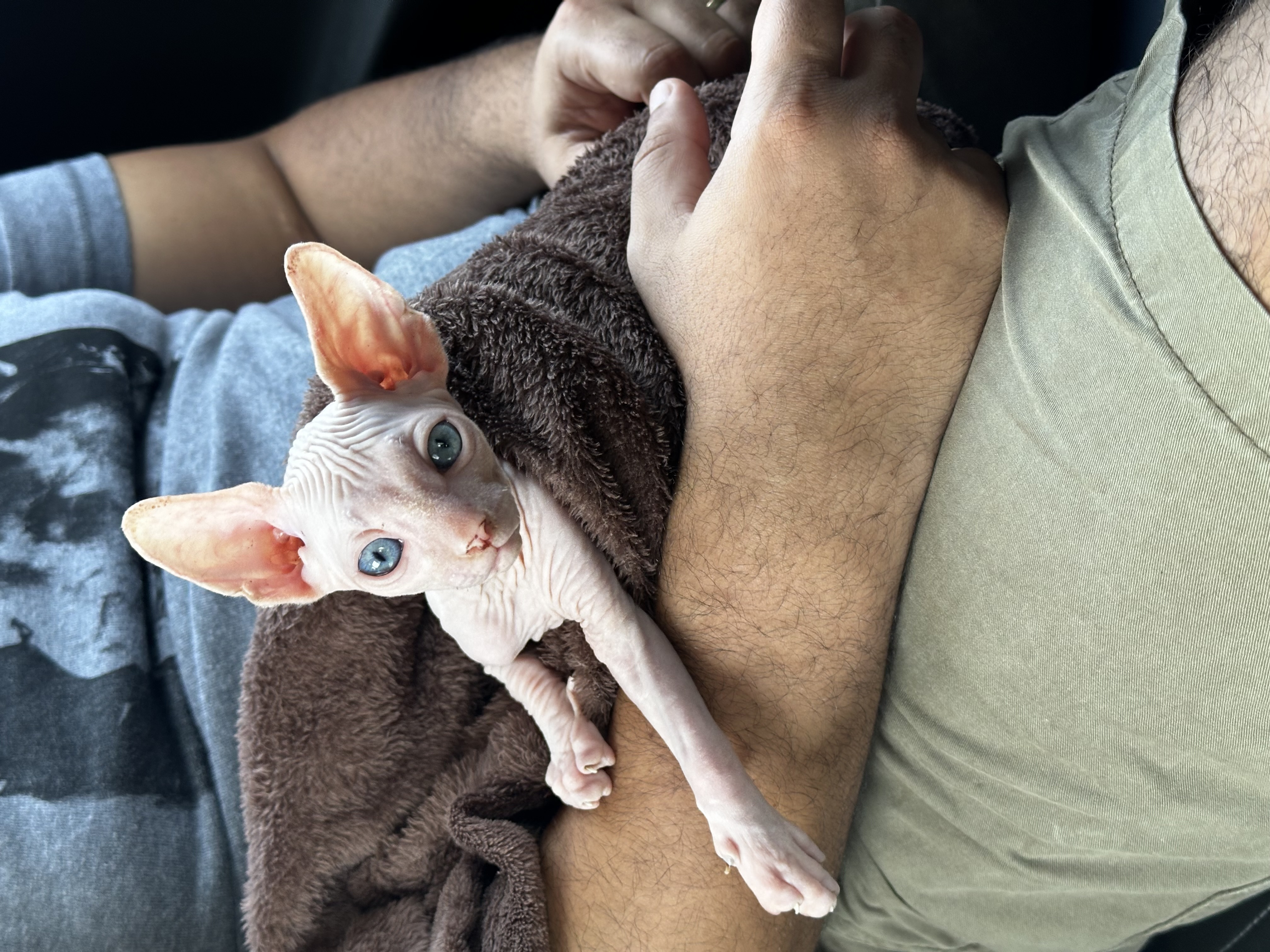 Portal Vendocão Gato Sphynx  Belo Horizonte 