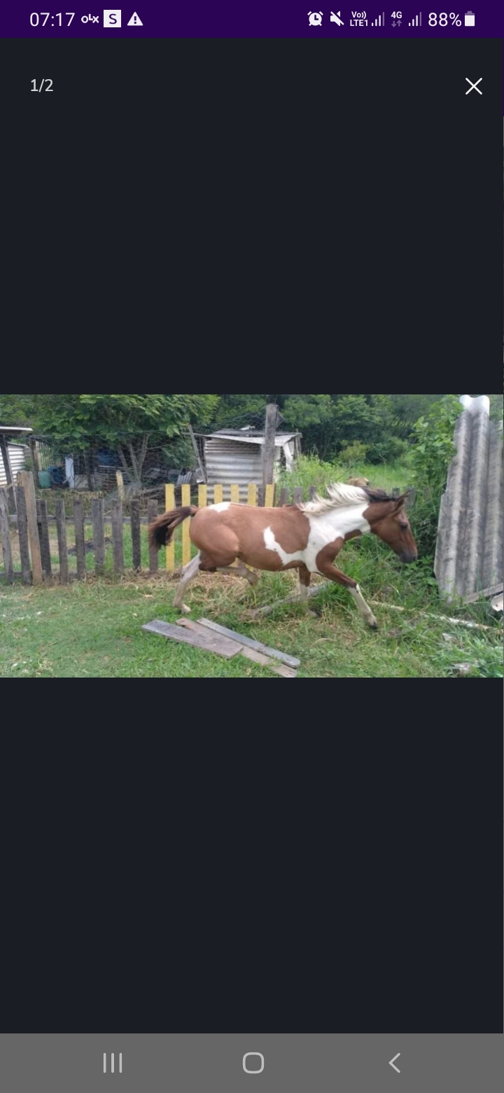 Portal Vendocão Vendo Potro Jacareí