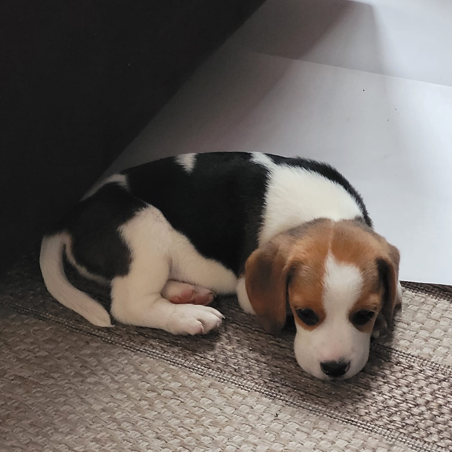 Portal Vendocão Filhotes de Beagle São Paulo