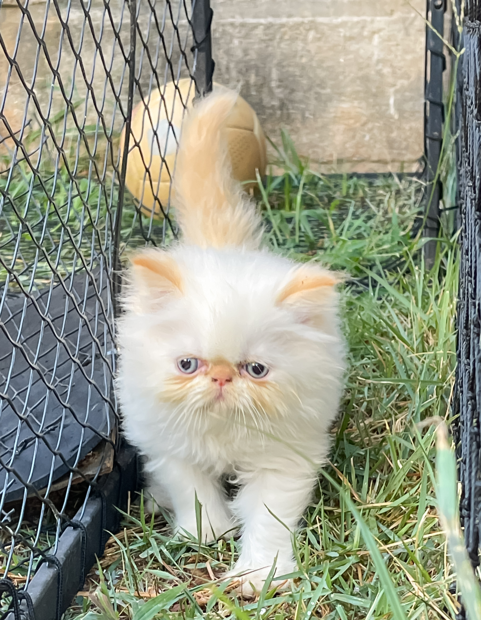 Portal Vendocão Gato persa puro Belo horizonte