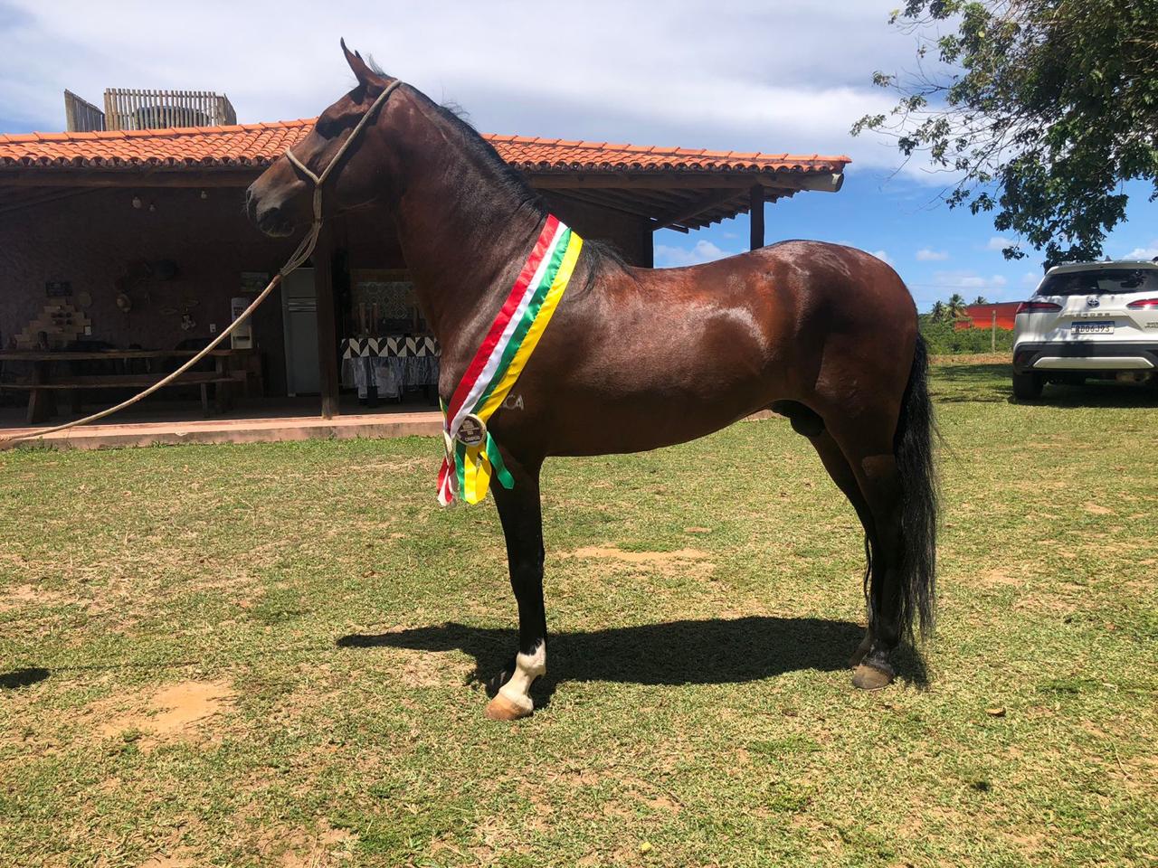 Portal Vendocão Vendo cavalo mangalarga marchador Camaçari