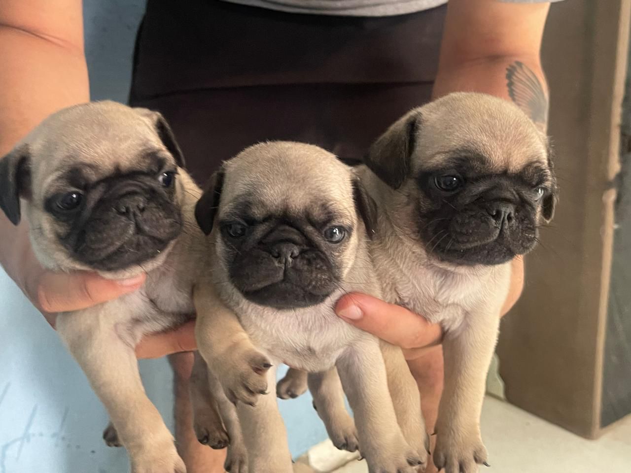 Portal Vendocão Filhotes de Pug São Paulo
