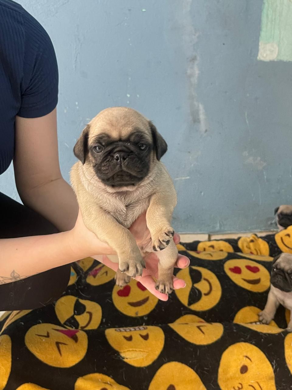 Portal Vendocão Filhotes de Pug São Paulo