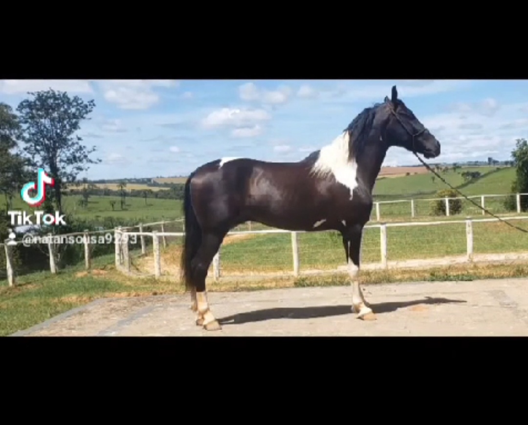 Portal Vendocão Cavalo Mangalarga Registrado Luz