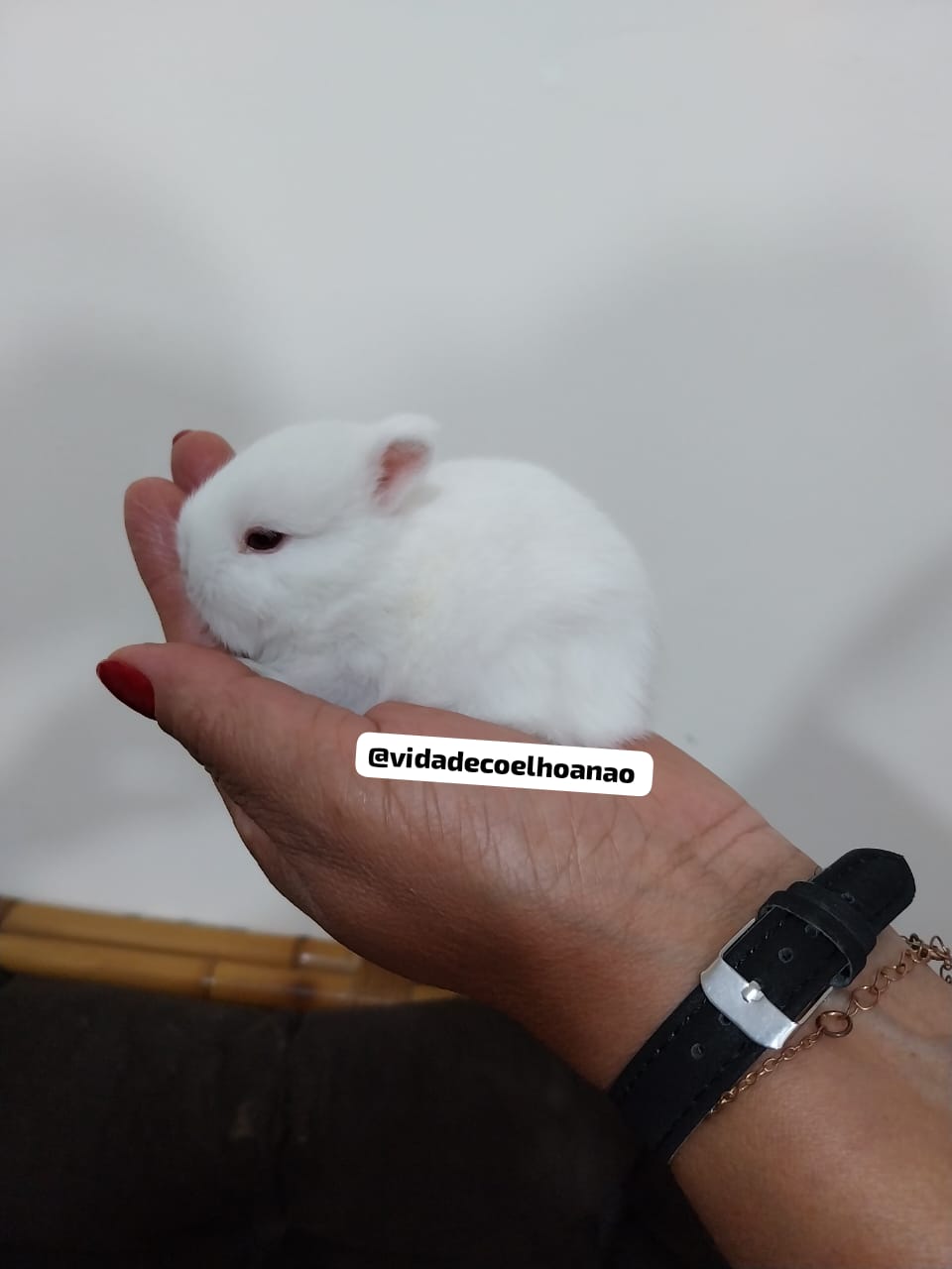 Portal Vendocão Coelho anao netherland Dwarf - menor coelho do mundo  Belo Horizonte