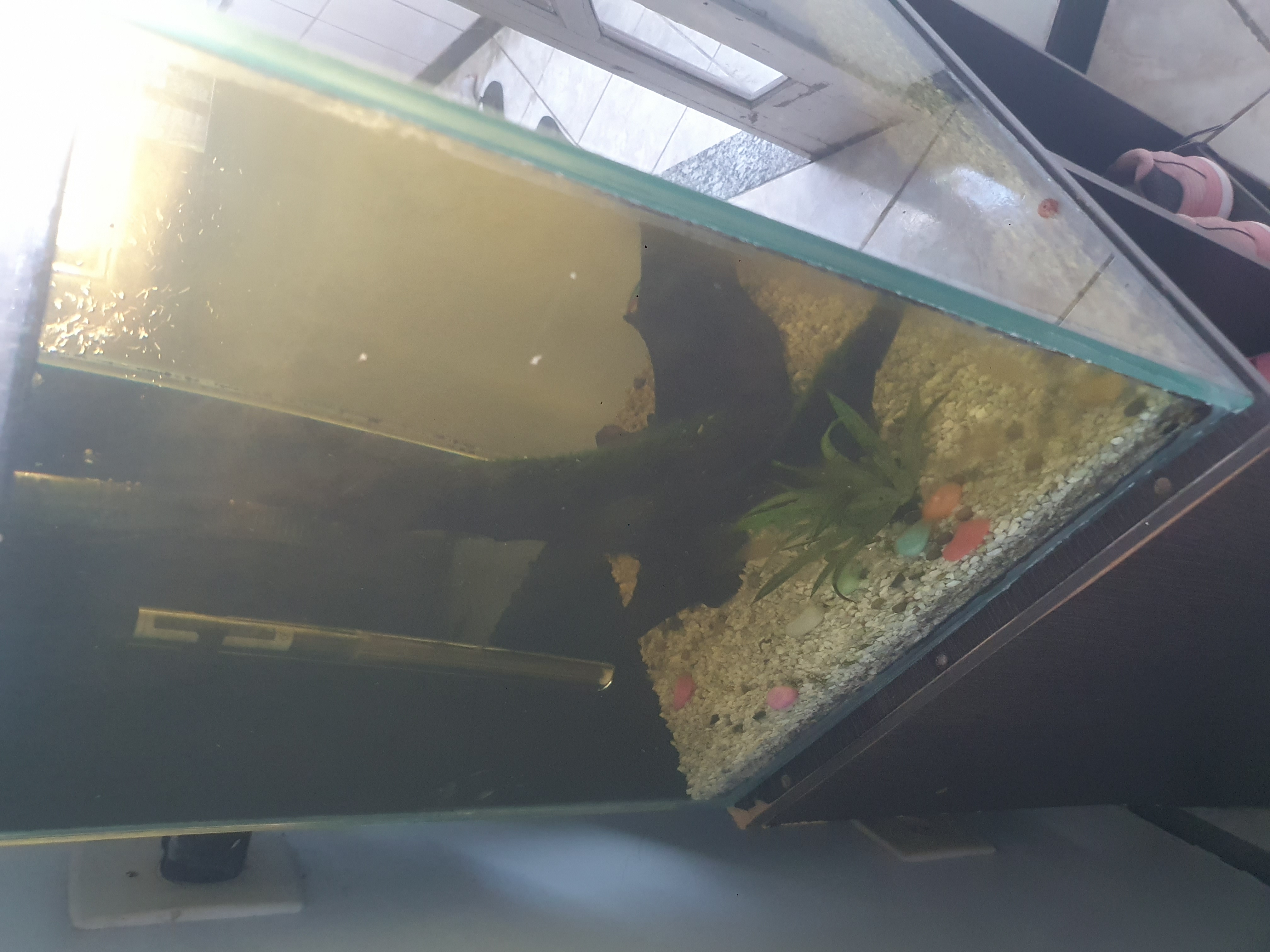 Portal Vendocão Aquario 100 litros completo Vila Velha