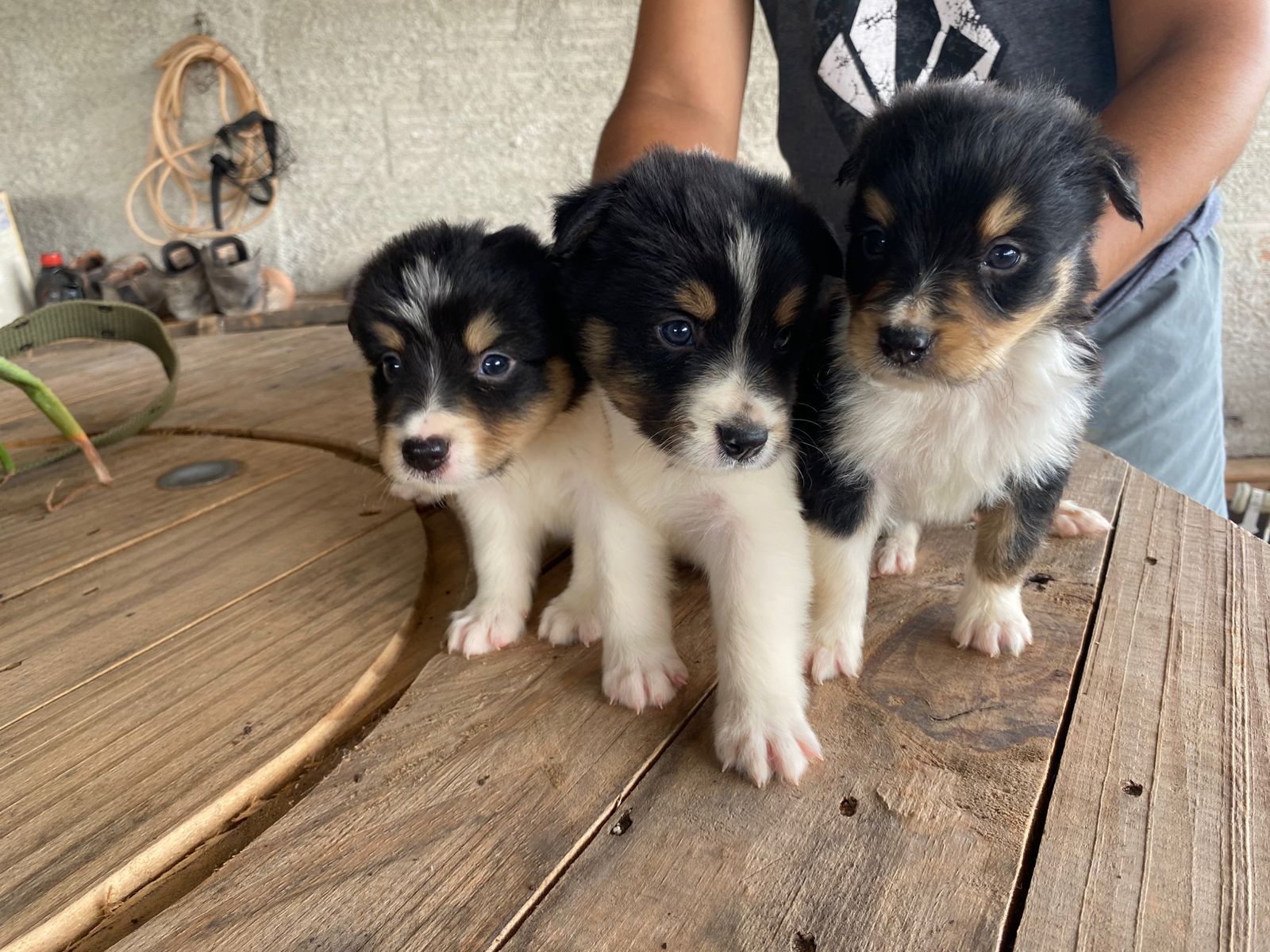 Portal Vendocão Lindos filhotes da Raça Border Collie  Juiz de Fora