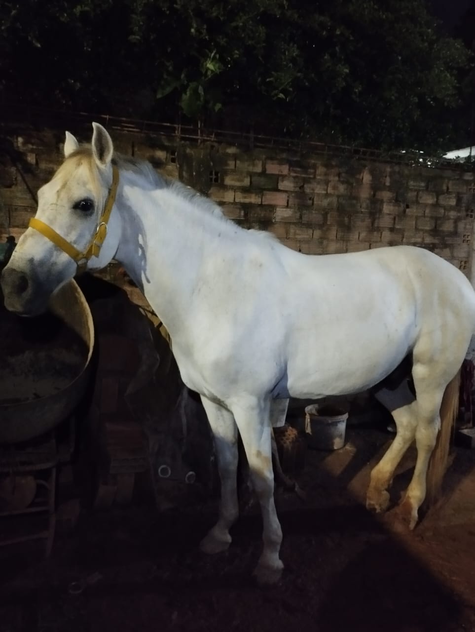 Portal Vendocão Cavalo branco castrado  Jaboatão/recife