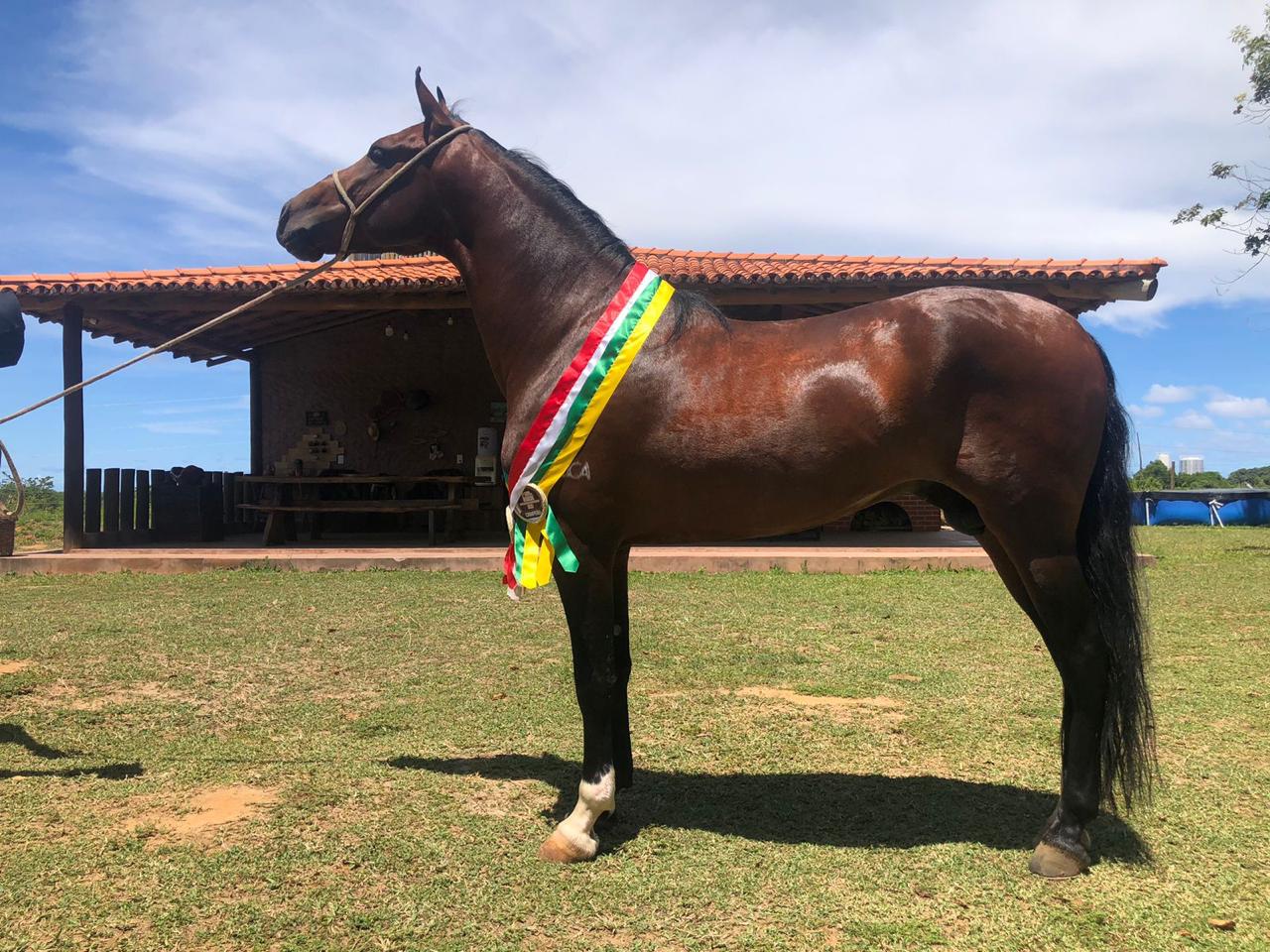 Portal Vendocão Vendo cavalo mangalarga marchador Camaçari