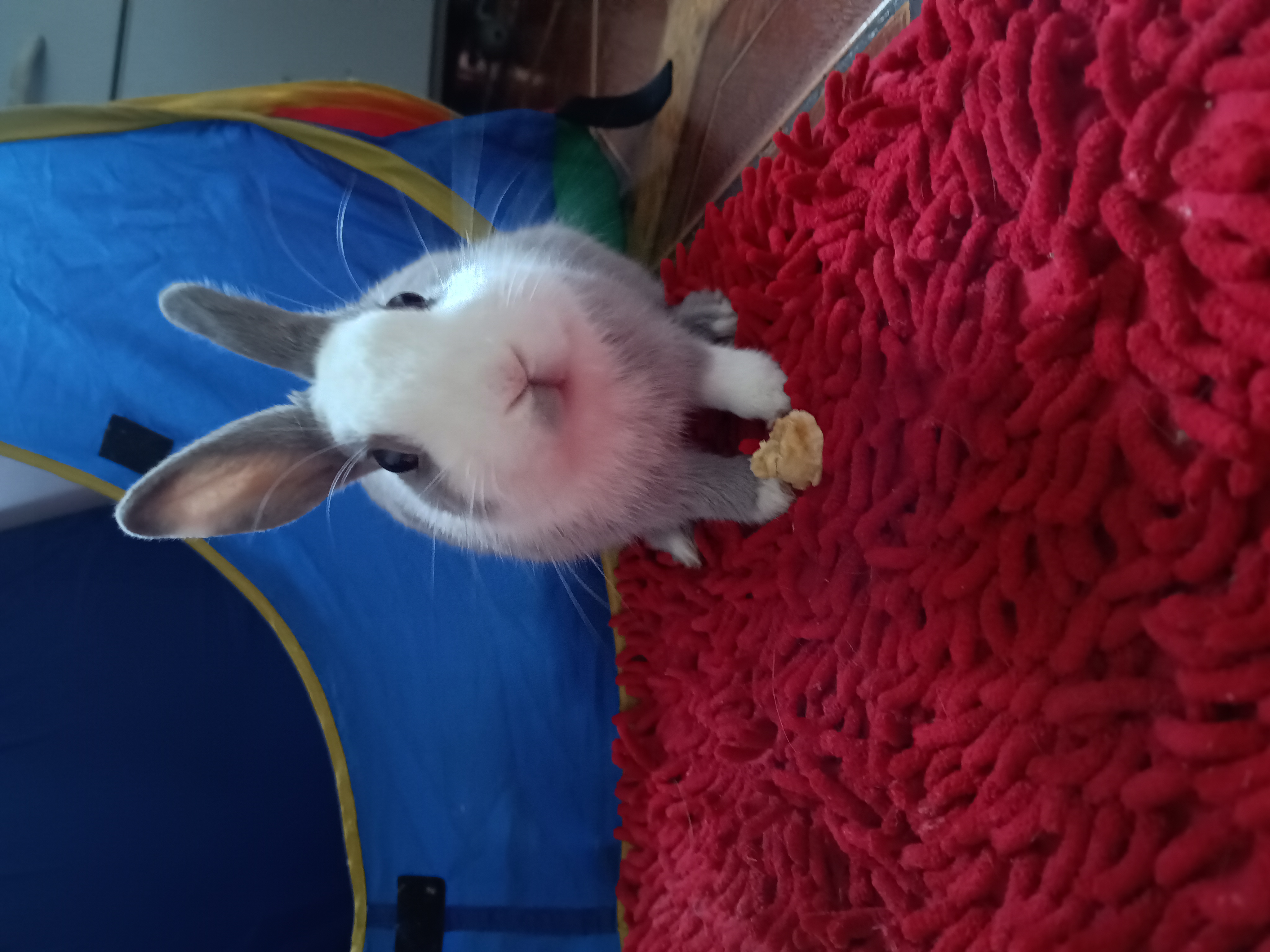 Portal Vendocão Mini coelho macho 6 meses Belo Horizonte