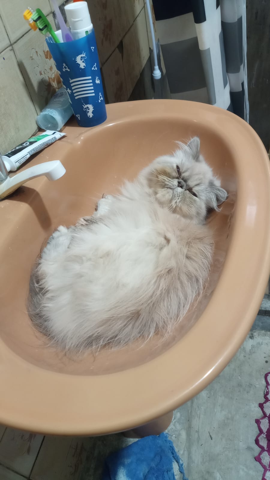 Portal Vendocão Venda gata persa fêmea  Caxias do Sul 