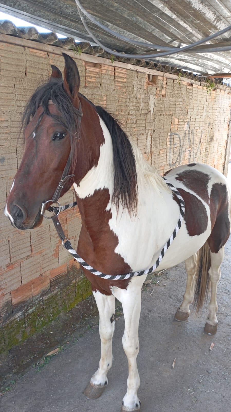 Portal Vendocão Manga larga marchador neto do fator  Rio Claro