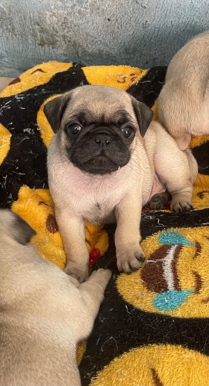 Portal Vendocão Filhotes de Pug São Paulo