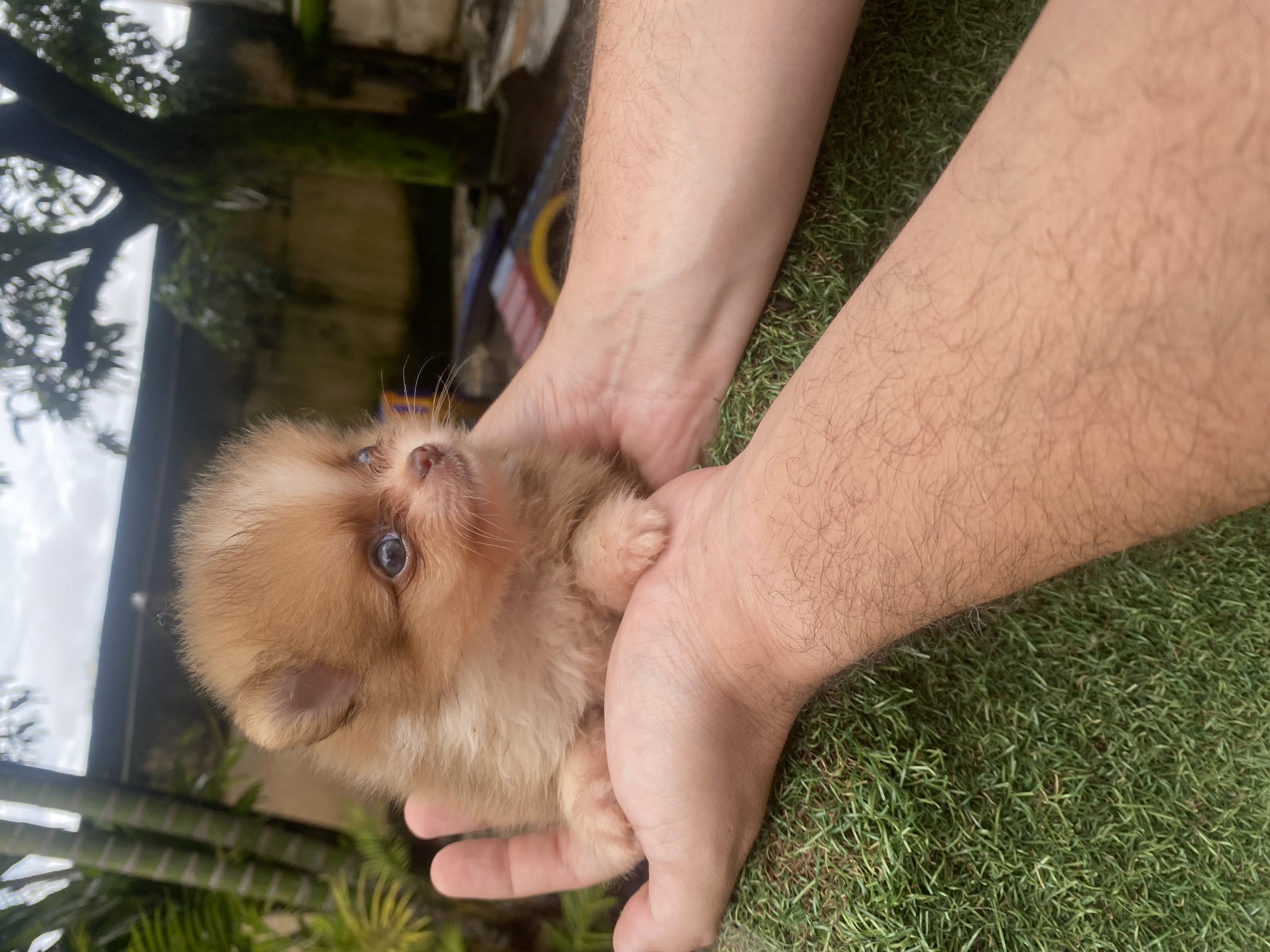 Portal Vendocão Sptiz alemão / Lulu da pomerania  Belo Horizonte 