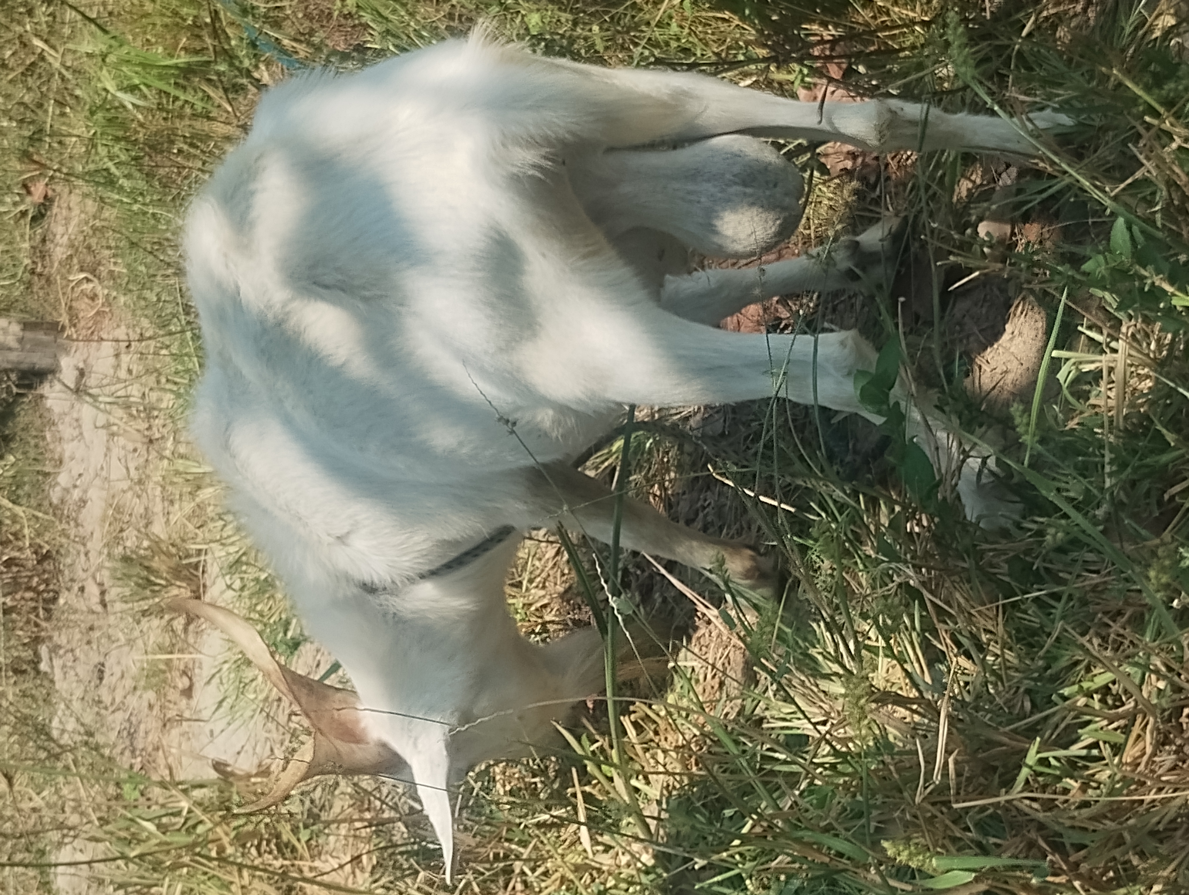 Portal Vendocão Vendo cabra e cabrito  Iguaba Grande 