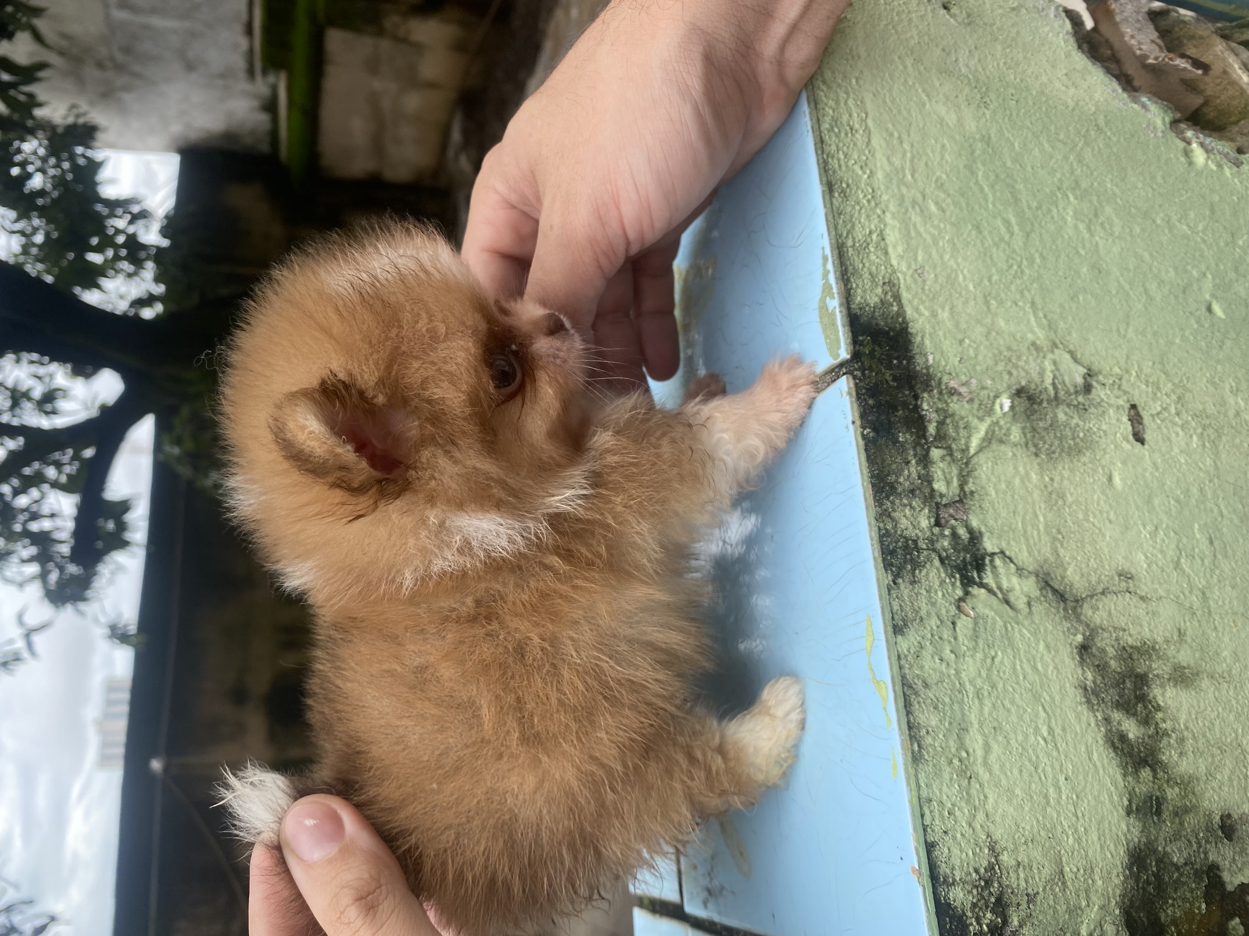 Portal Vendocão Sptiz alemão / Lulu da pomerania  Belo Horizonte 