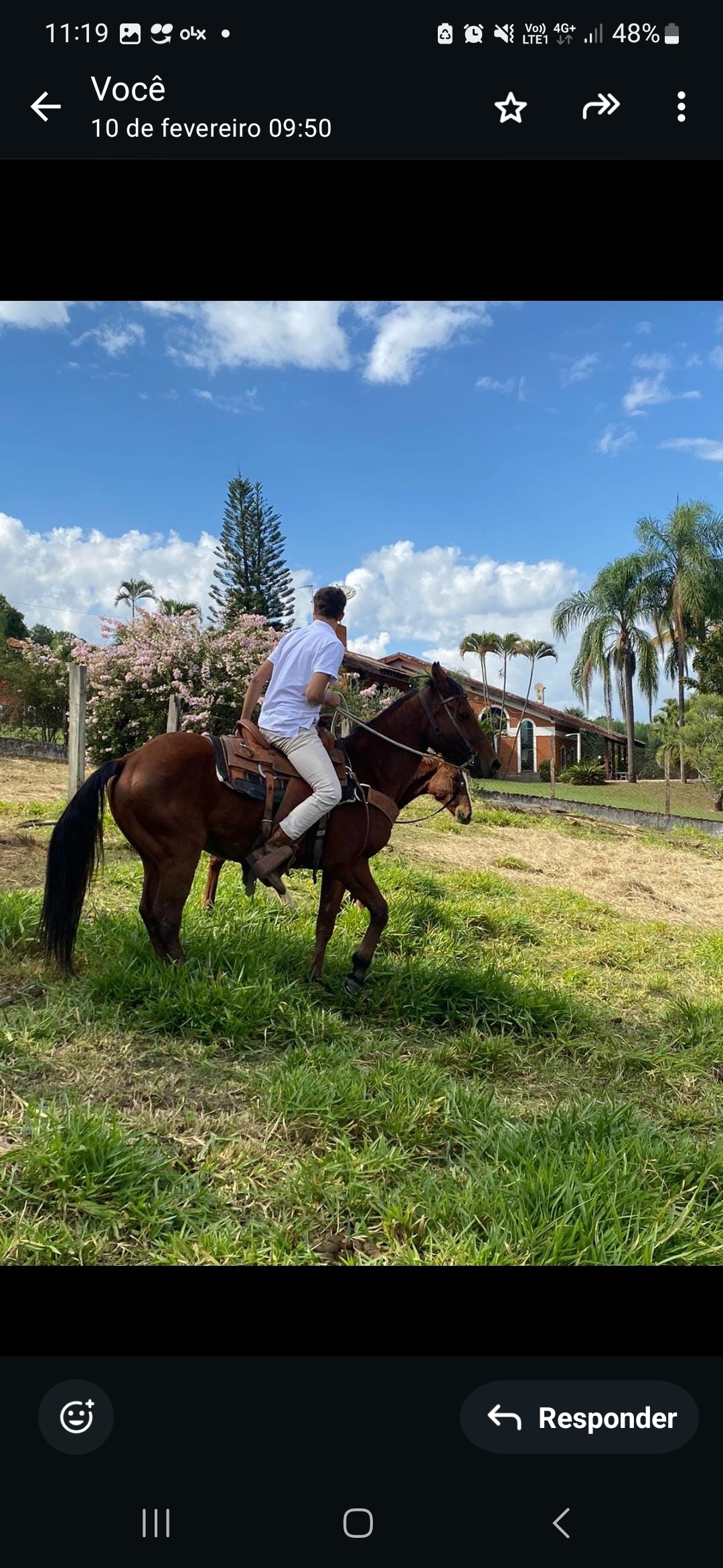 Portal Vendocão Cavalo quarto de milha puro sangue  Piracicaba