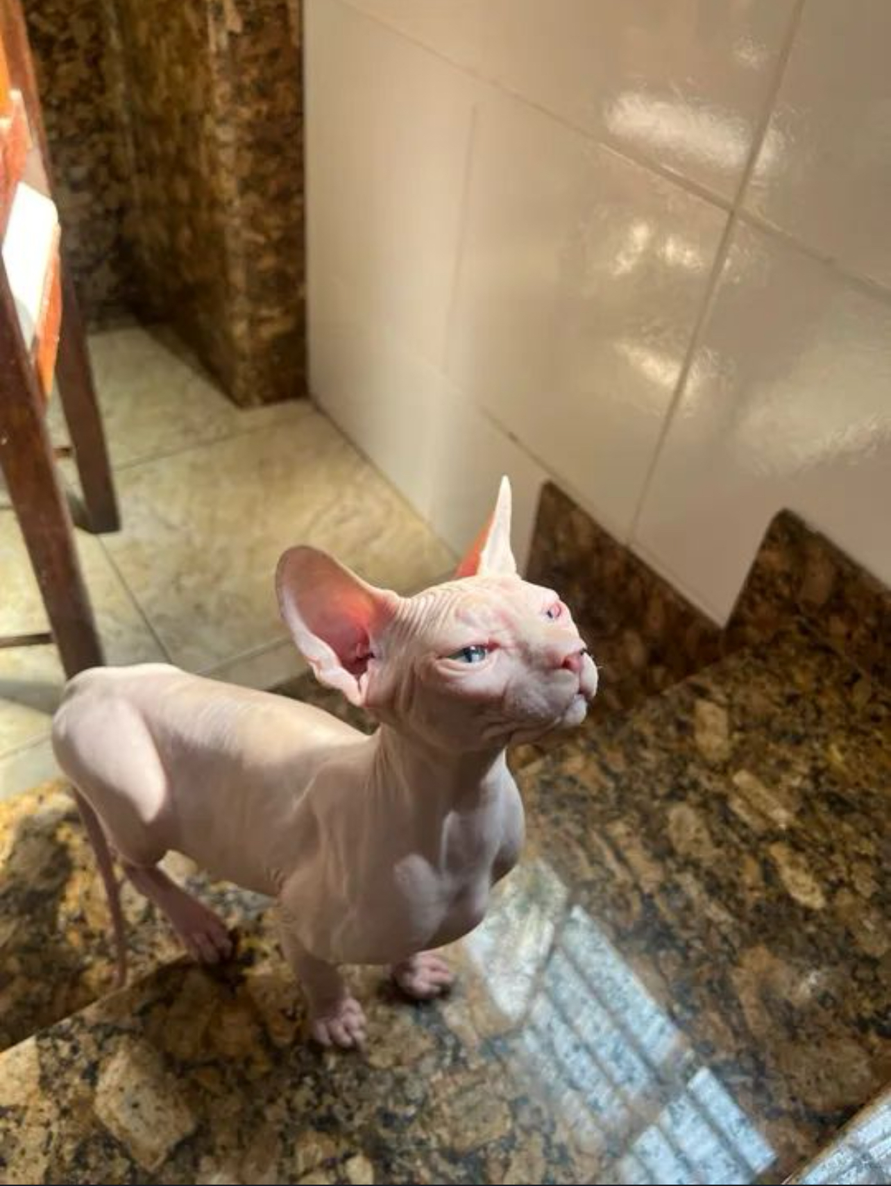 Portal Vendocão Gato Sphynx  Belo Horizonte 
