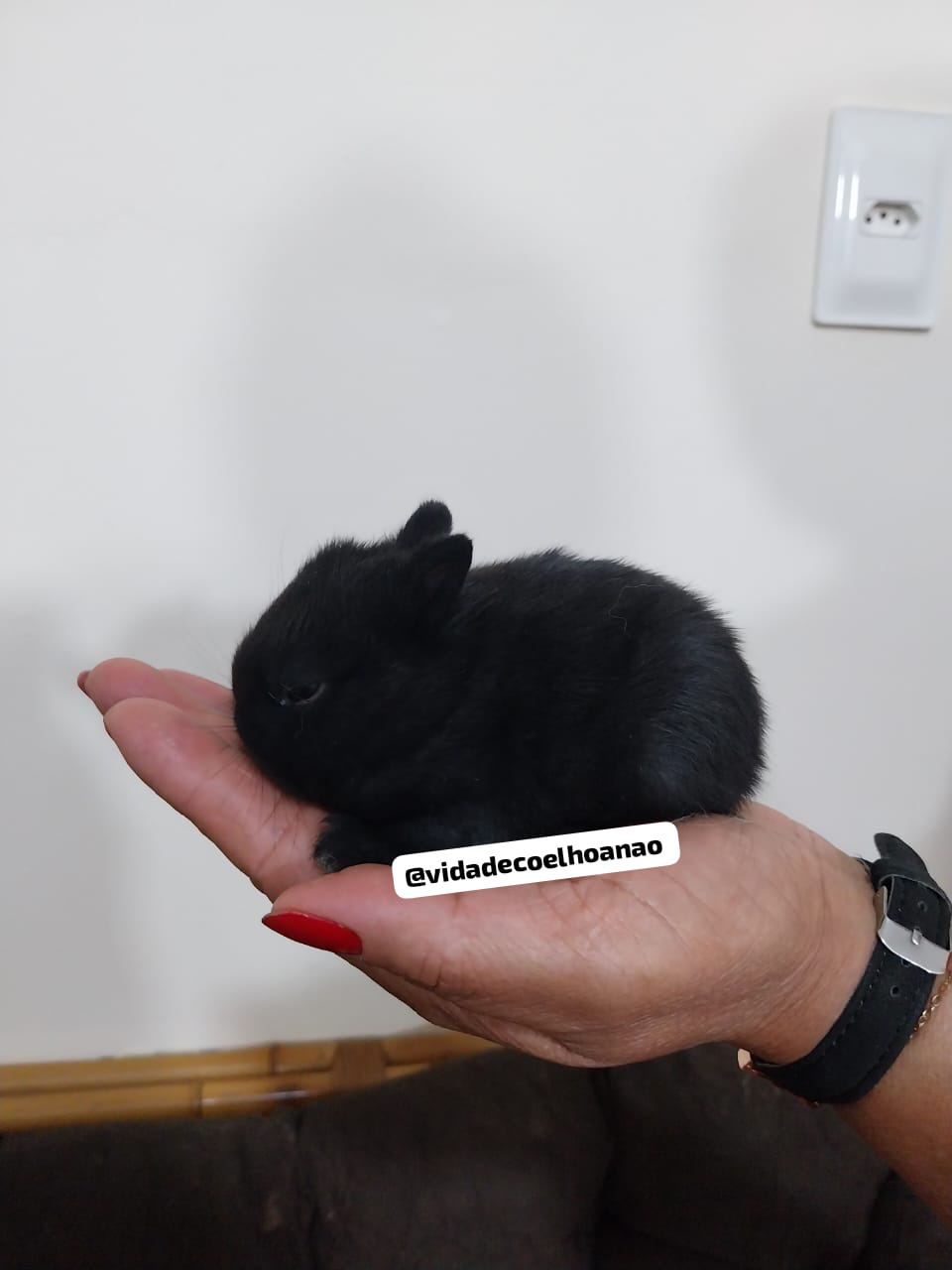 Portal Vendocão Coelho anao netherland Dwarf - menor coelho do mundo  Belo Horizonte