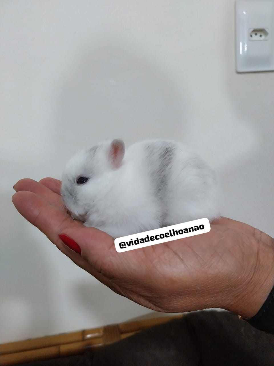 Portal Vendocão Coelho anao netherland Dwarf - menor coelho do mundo  Belo Horizonte