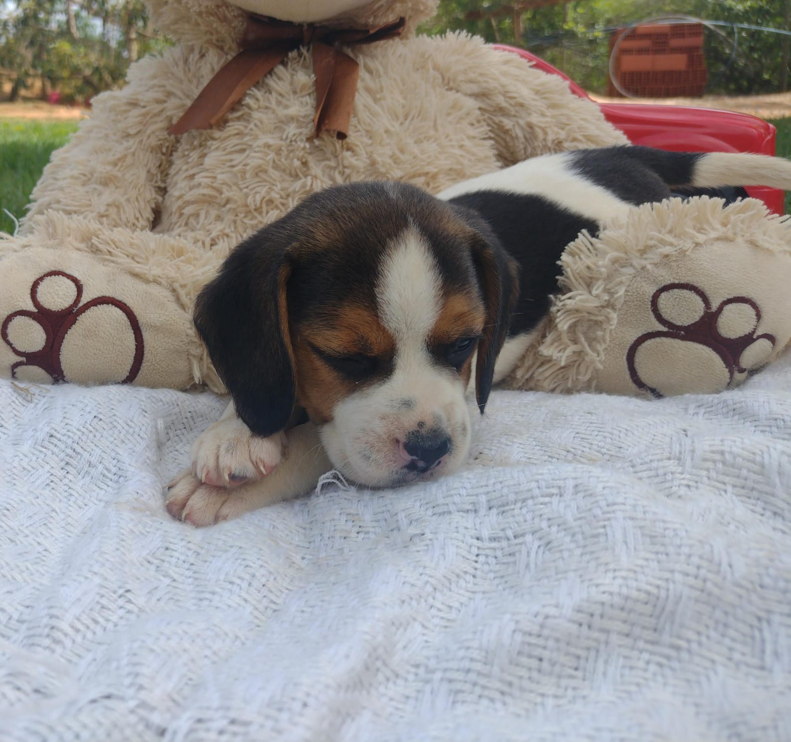Portal Vendocão Filhotes de Beagle São Paulo