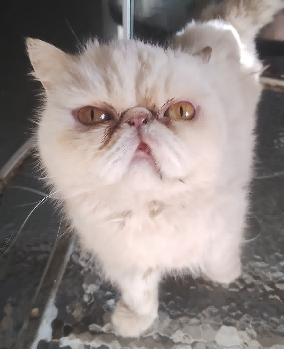 Portal Vendocão Gato Persa Macho Rio de Janeiro