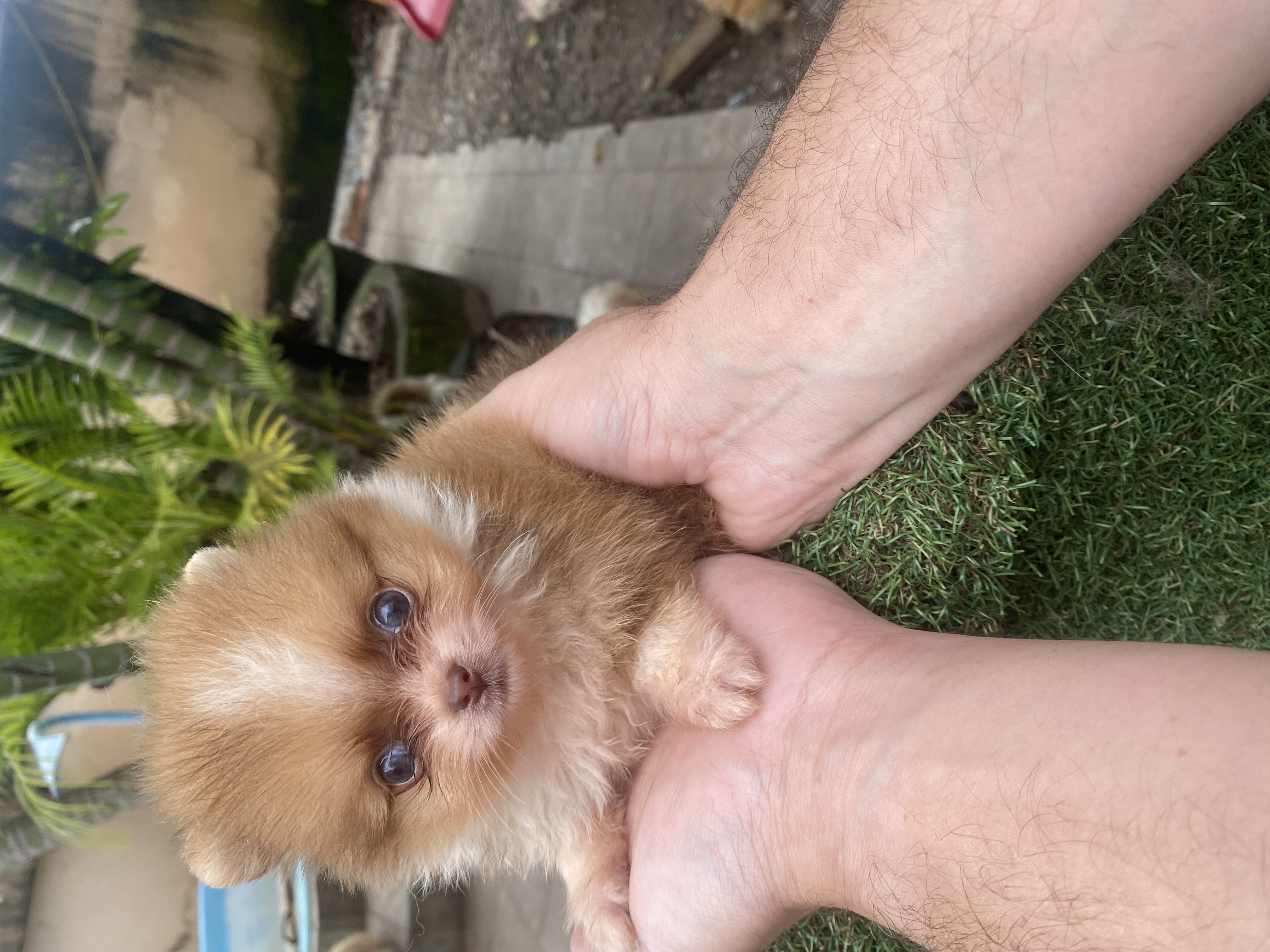 Portal Vendocão Sptiz alemão / Lulu da pomerania  Belo Horizonte 