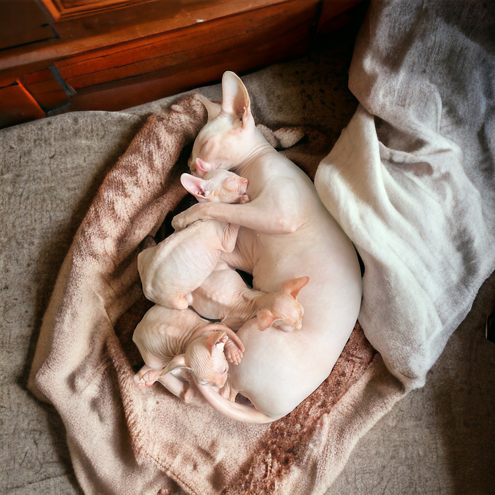 Portal Vendocão Gato Sphynx  Belo Horizonte 