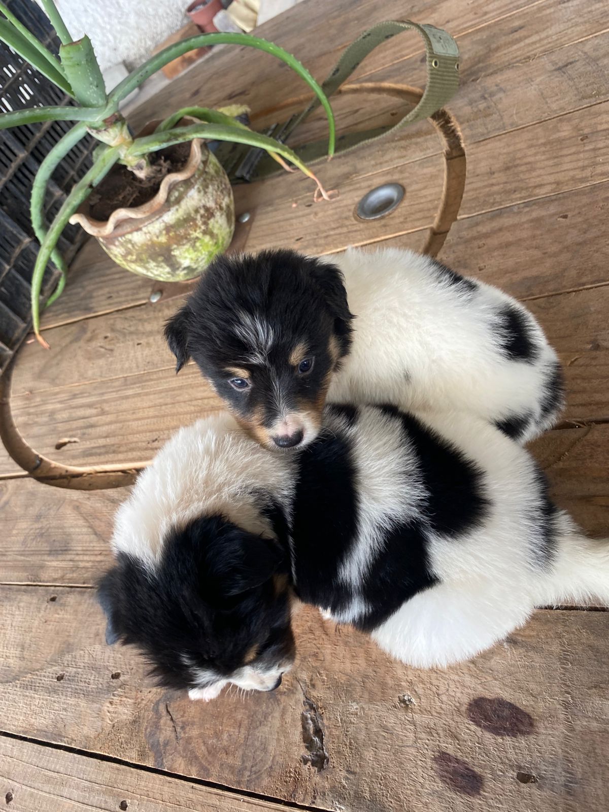 Portal Vendocão Lindos filhotes da Raça Border Collie  Juiz de Fora