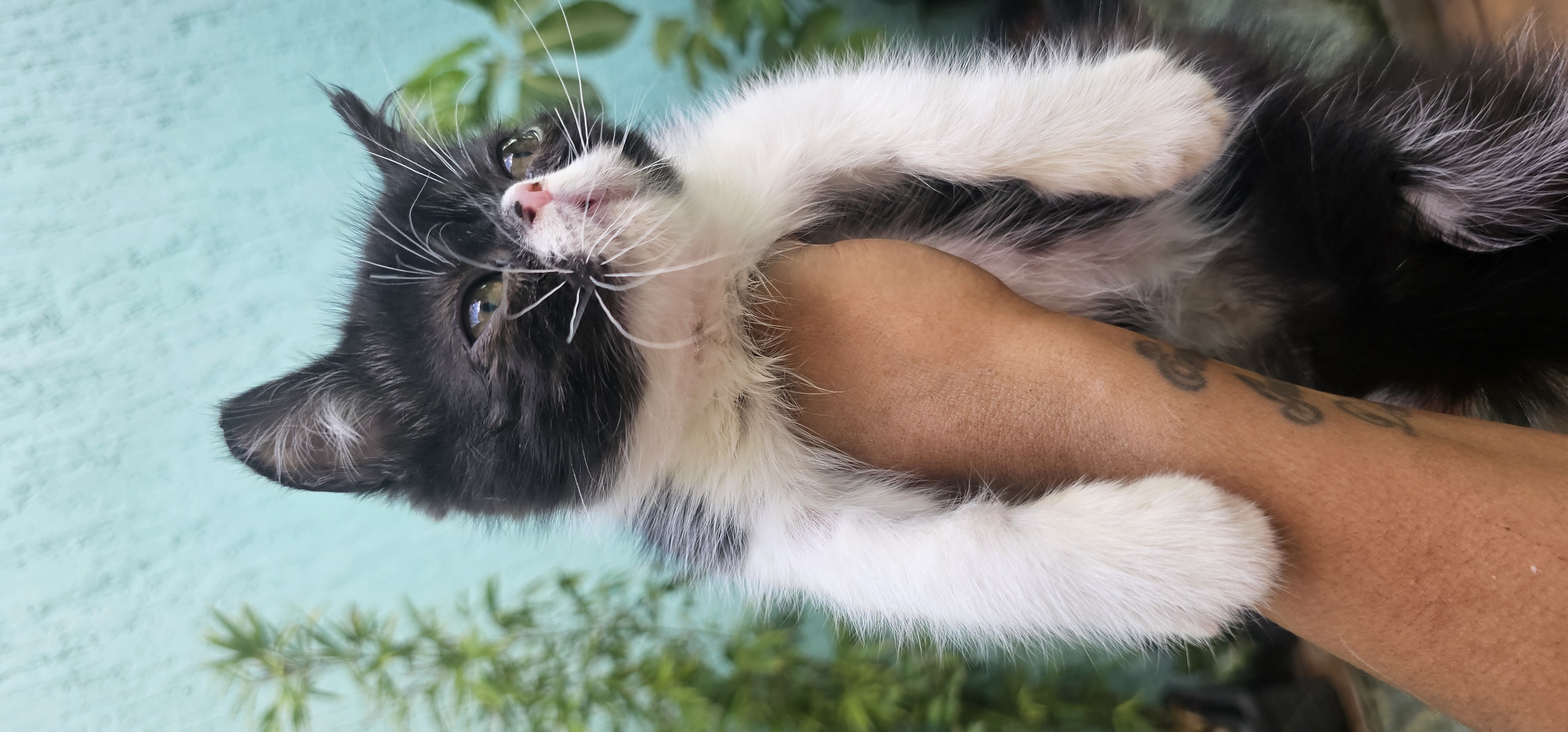 Portal Vendocão Gato Persa Exótico  Belo Horizonte